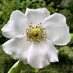 Cherokee rose